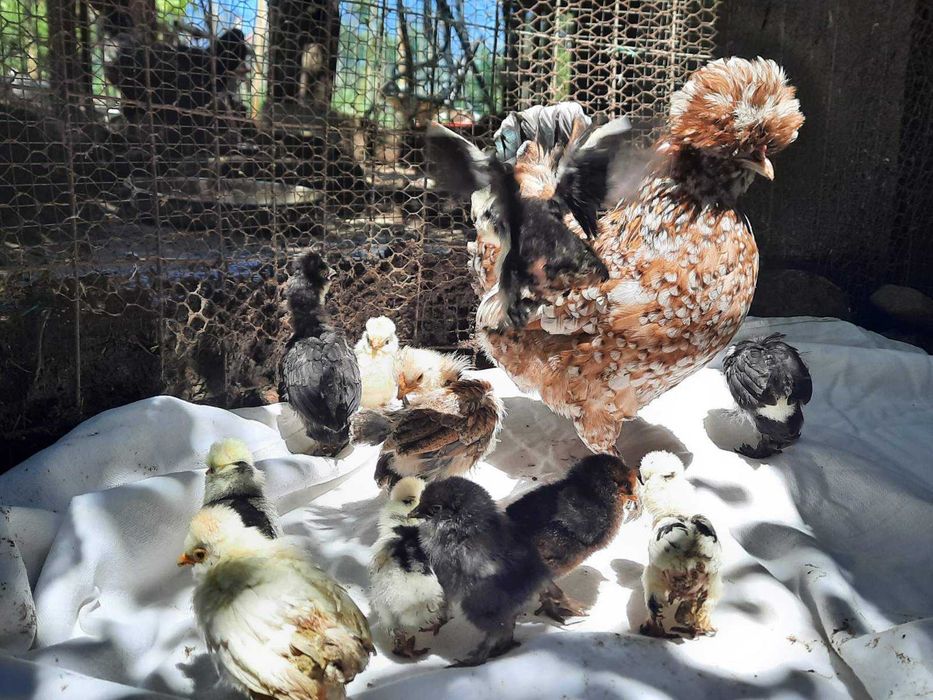 Оплодени яйца от Струмски бантам