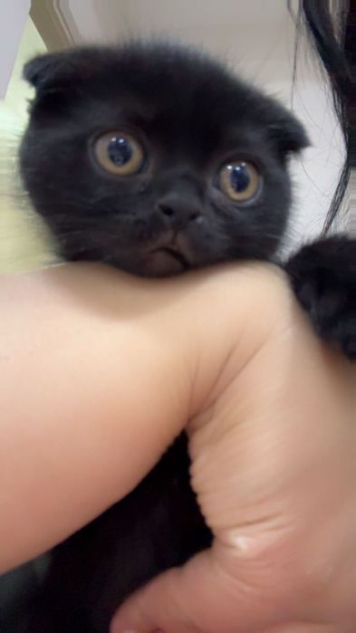 Котенок вислоухий  шотландец (девочка 1,5 месяца)