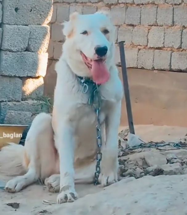 Алабай 9ай лық Ұрғашы