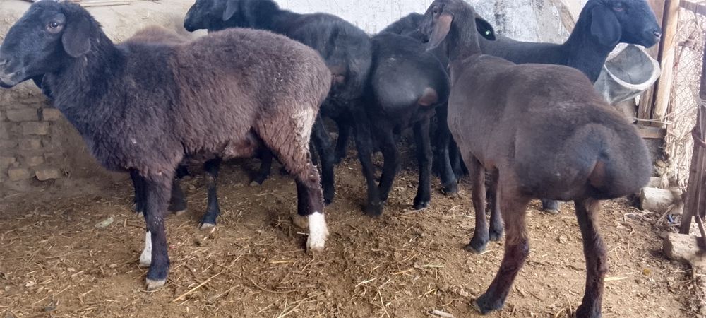 Казоки Бугоз куйлар 4500 дан