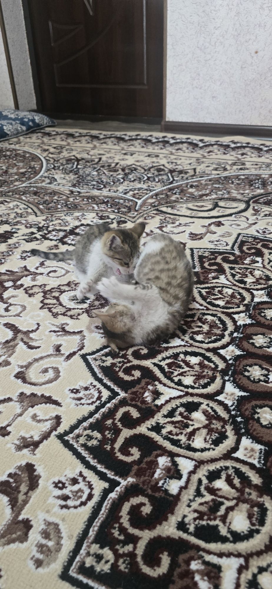 Отдам котят даром.