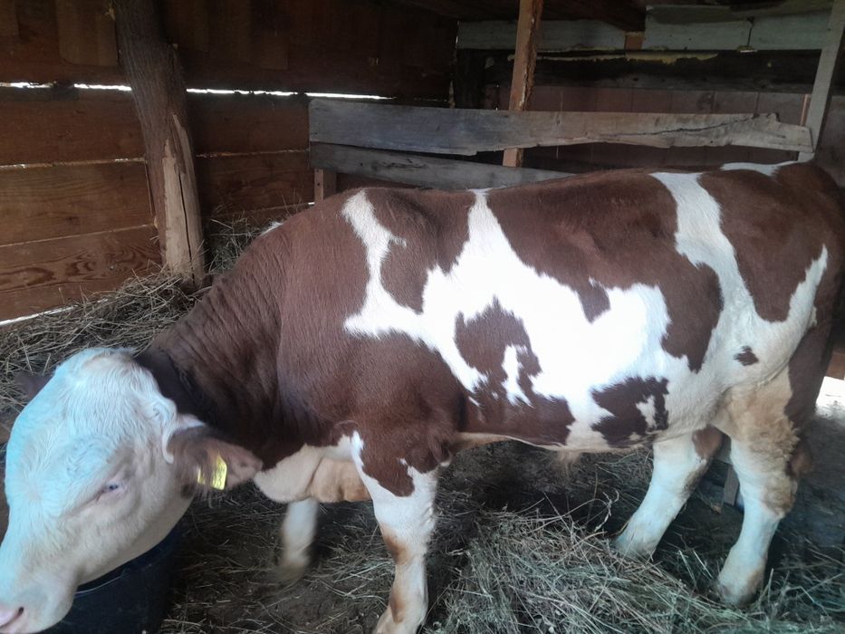 Vând tauras cu vârsta de în vârsta de 8luni ideal pentru monta