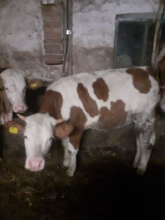 Vand vitele Baltate Romanesti