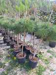 Vând plante ornamentale tuia Leylandii tuia columnaris tuia smarand