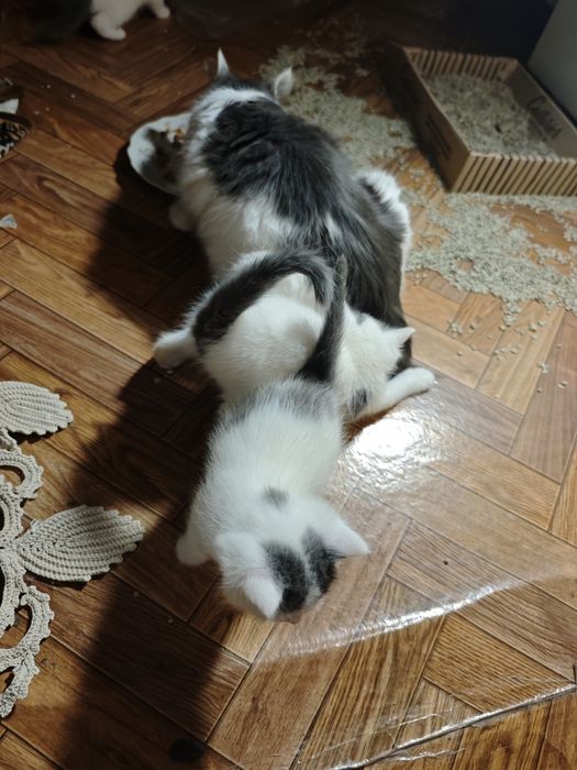 Котята длинношерстные