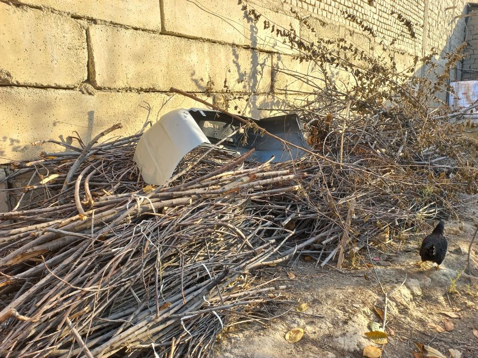 Тандирга утин мевали дарахтники