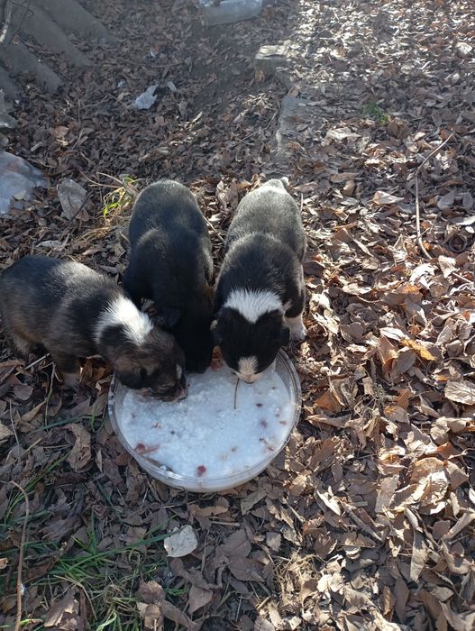 Ищем дом и доброго хозяина, друга.