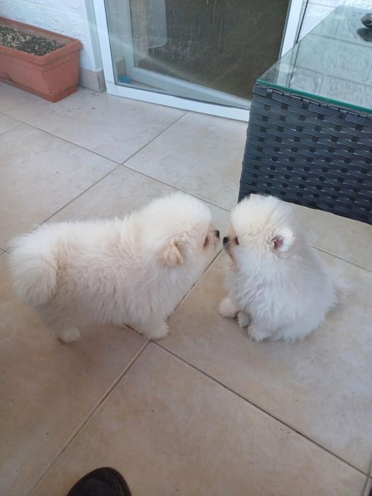 Померанче малко момченце