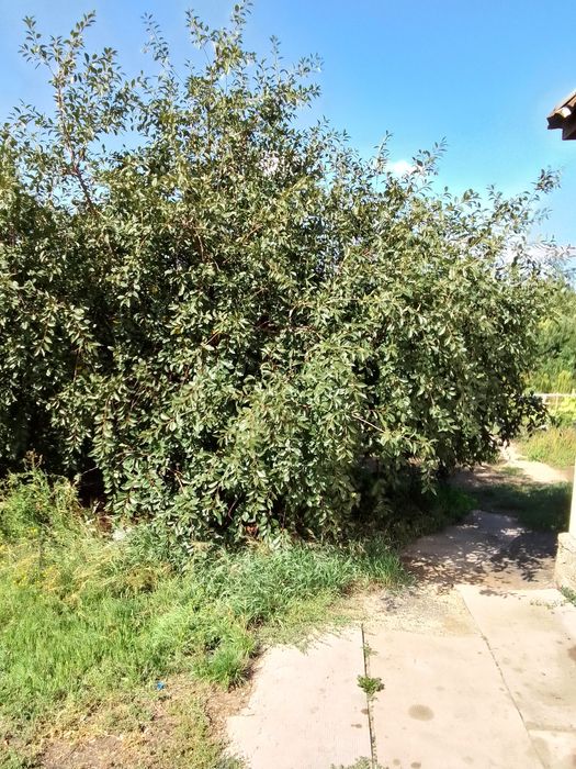 Саженцы с земли коктал