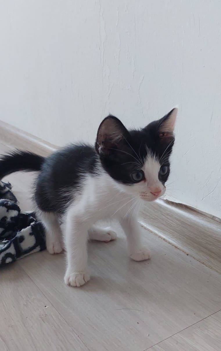 Котята в добрые руки!