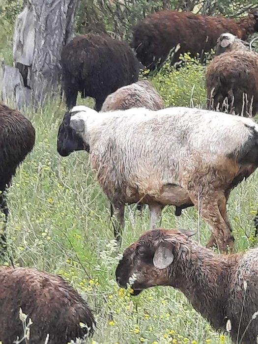 Продам жирных баранов