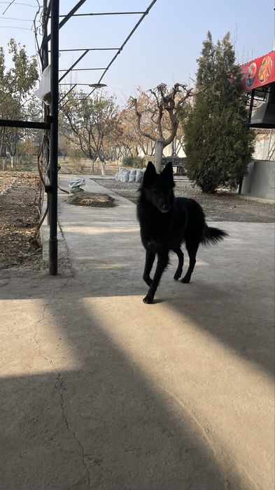 Продается собака породистая кому интересно