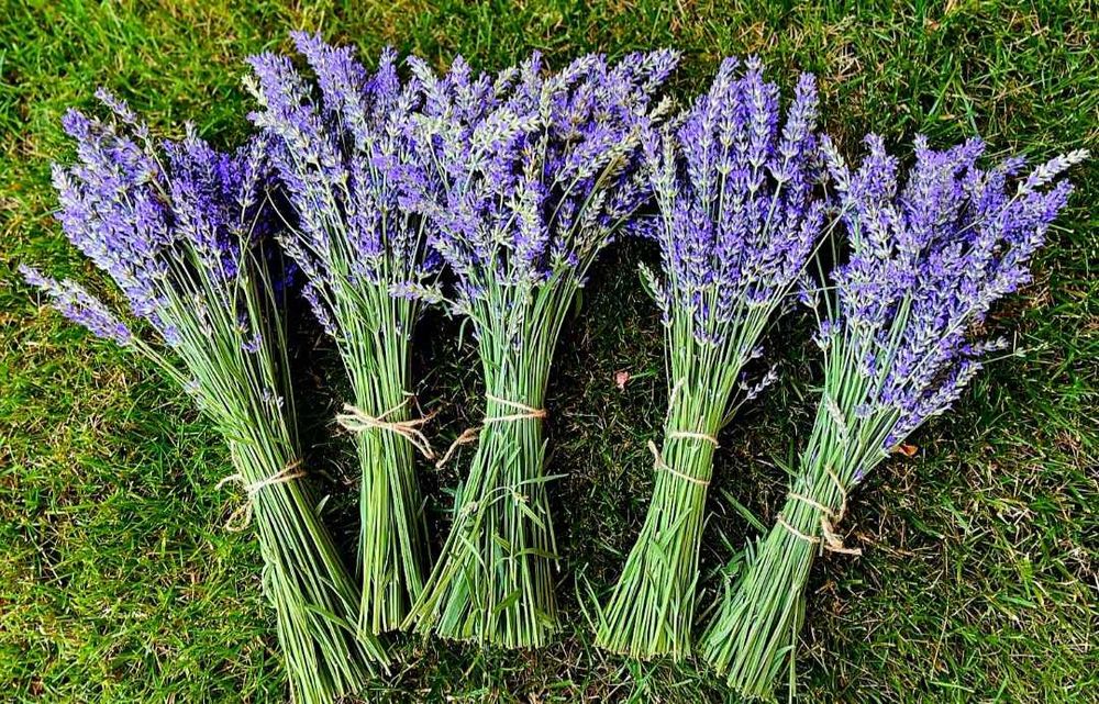 7 butasi lavanda