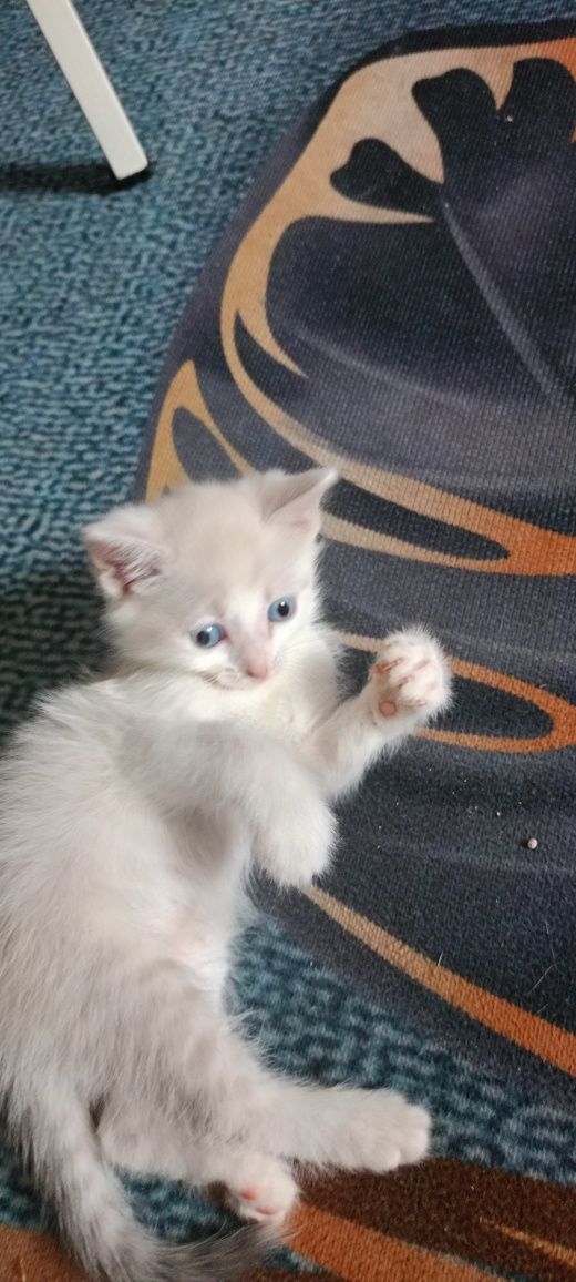 Котята полтора месяца
