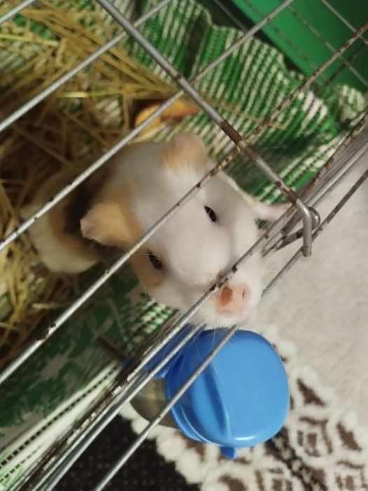 Отдам морскую свинку