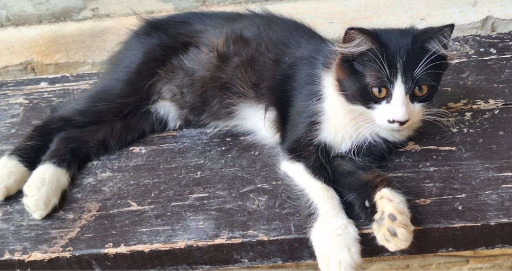2 котенка , черные