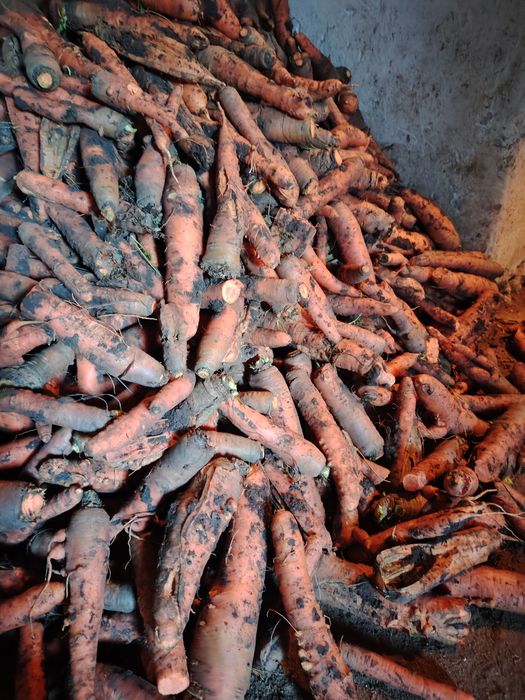 Morcovi pentru animale.