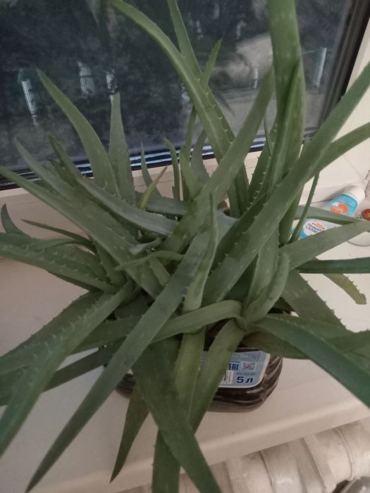 Продам  лечебное  алое