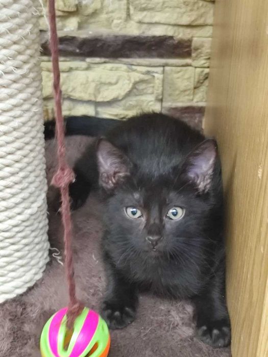 Пристраивается котёнок