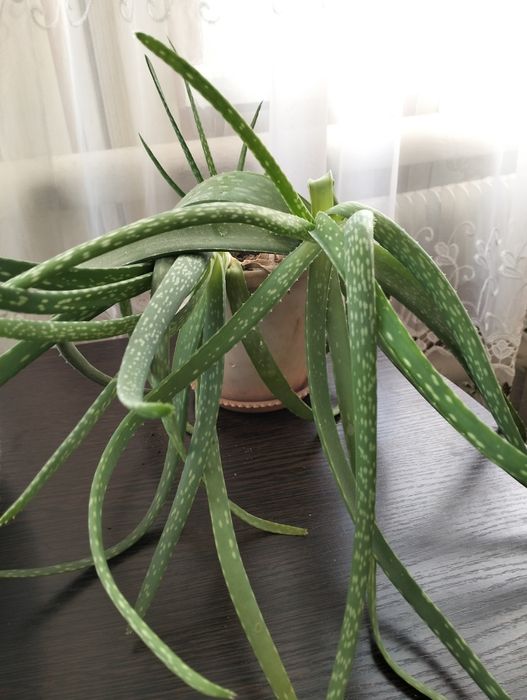 Лечебный алоэ Вера