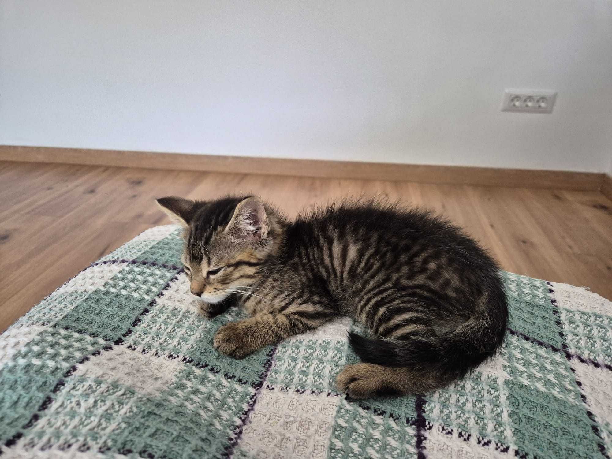 Ofer spre adopție motănel Brașov