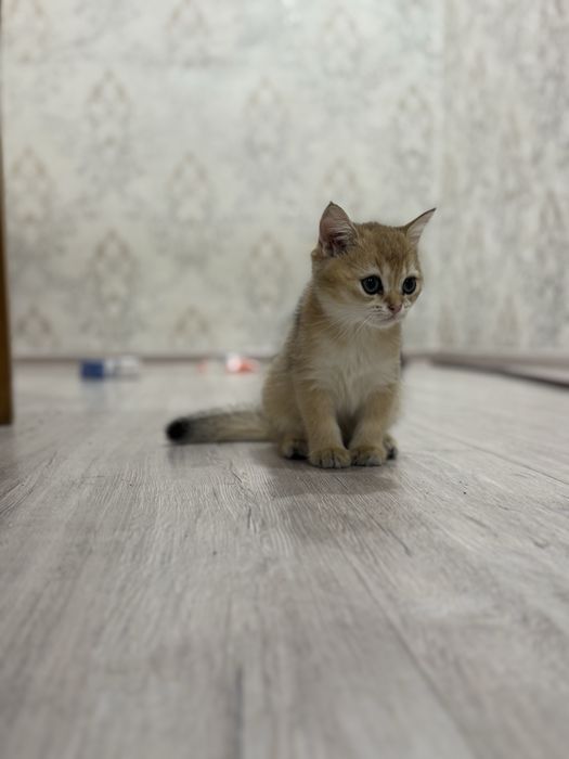 Mushuk bolalari Zalatoy shinshilla strayt