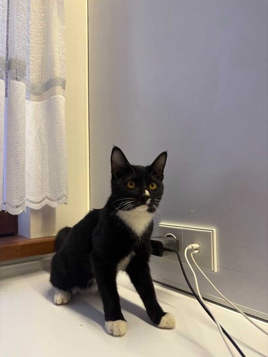 Коты и кошки в добрые руки