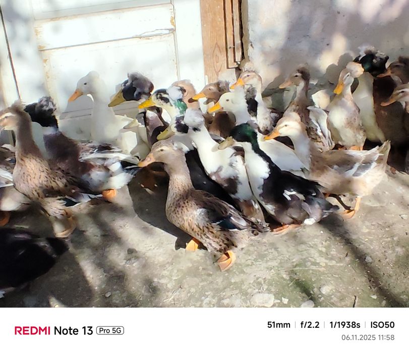 rate motate schimb cu gaste