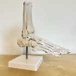 Schelet articulatia picior glezna - dimensiune reala