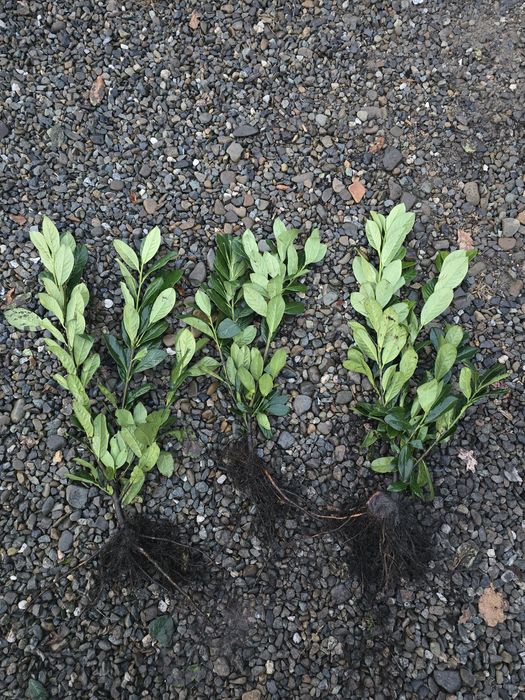 Laur Englezesc NOVITA 60-80cm