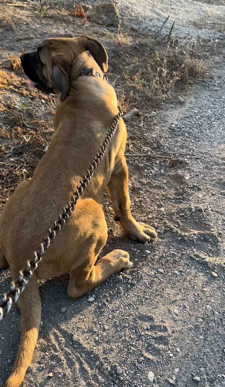 Продавам мъжко кане корсо