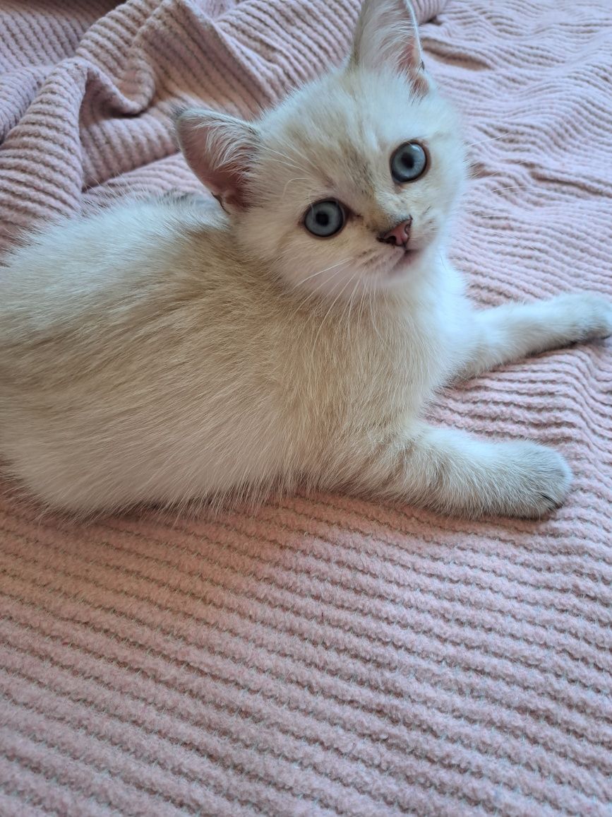 Котенца шотландски/британски