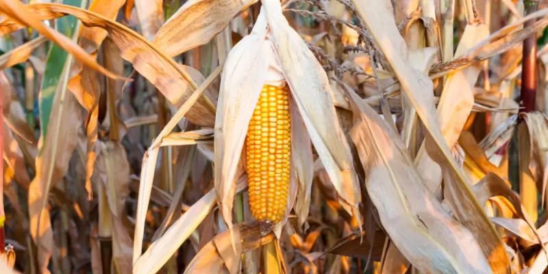 Vând porumb știuleți
