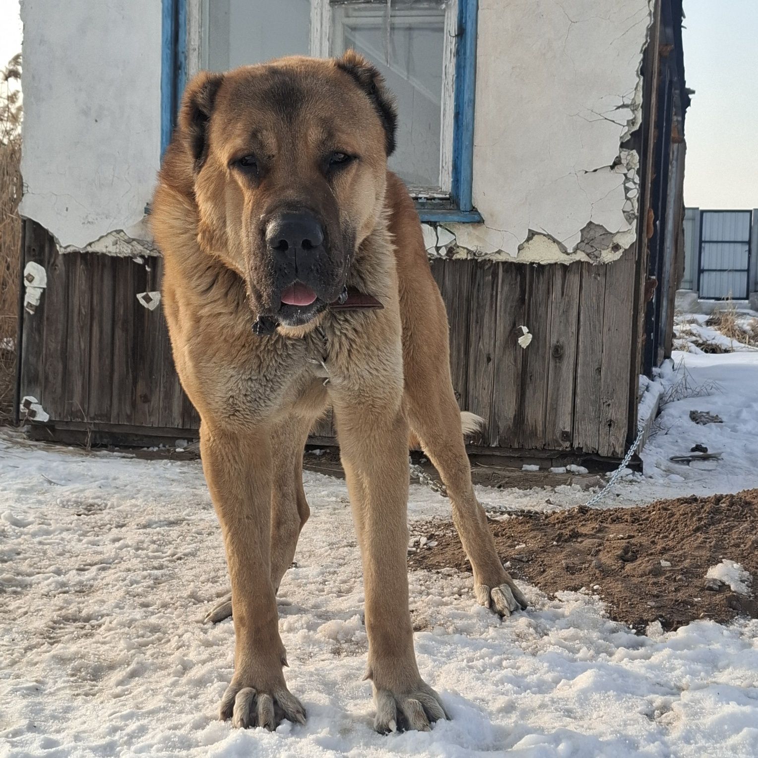 Кобель на вязку супер тяж 1метр в холке