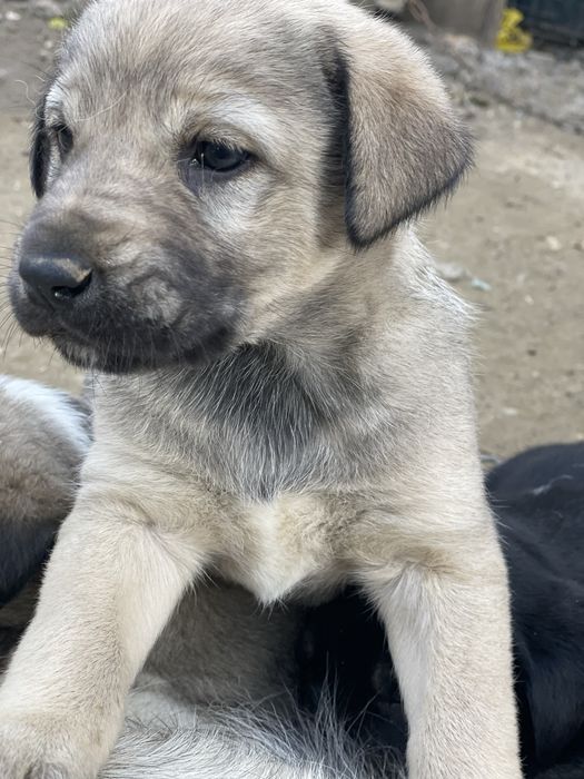 Подаряват се малки кученца кучета