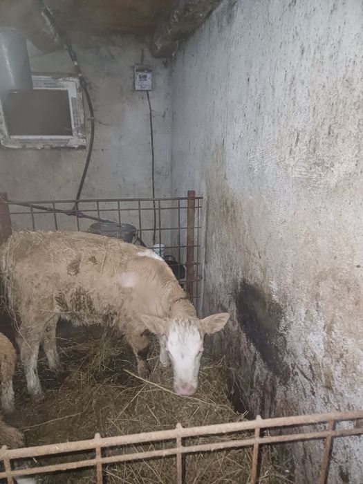 Vând vitica baltata!