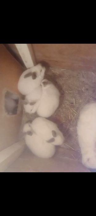 Kalif quyonchalar sotiladi