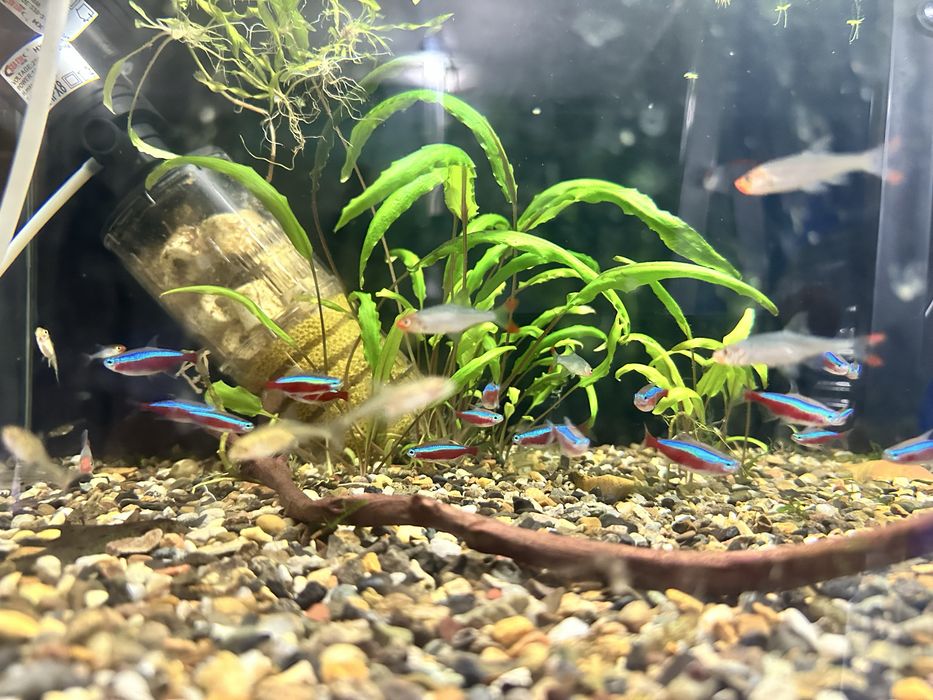 Продам неонов красных и голубых