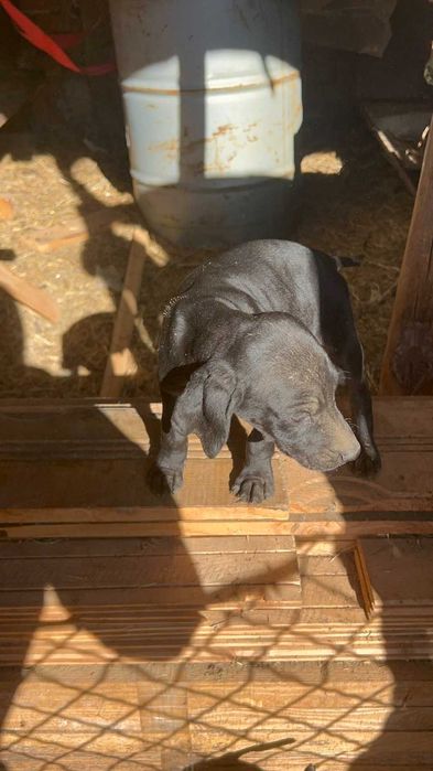 Свободни кучета курцхаар