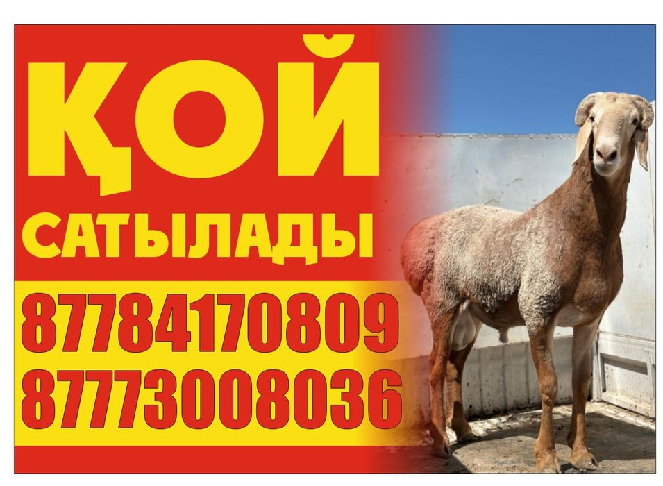 Кой, тоқты сатылады