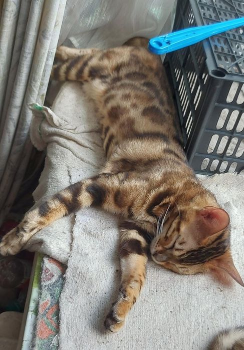 Продам бенгальскую кошку