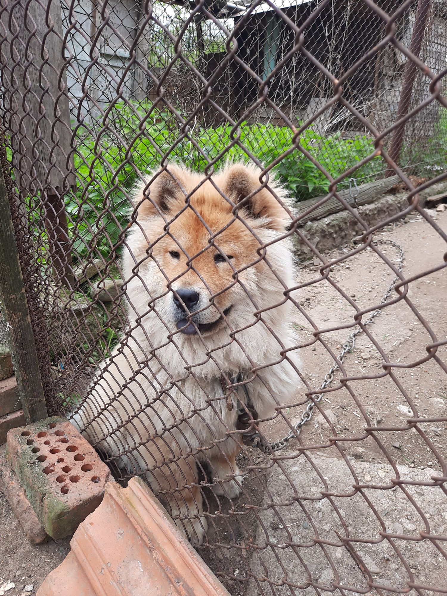 Чистокръвно  с паспорт