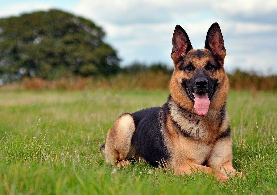 Кинология Алматы, дрессировка на результат на выезд