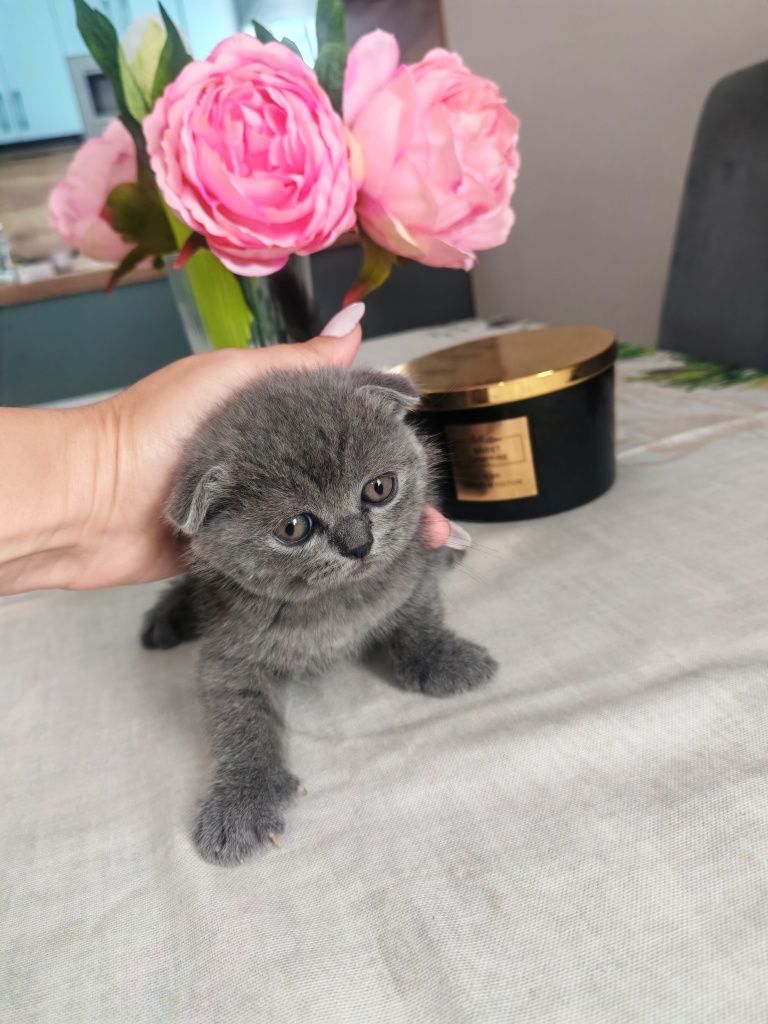 Британска късокосместа котка