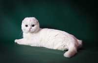Кошка белая вислоухая