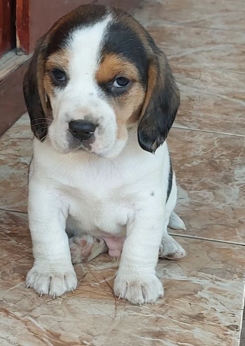 Малки бигълчета търсят своето голямо приключение.