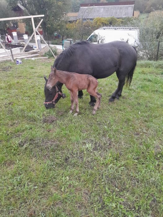 De vânzare 2 iepe gestante și un armăsar.