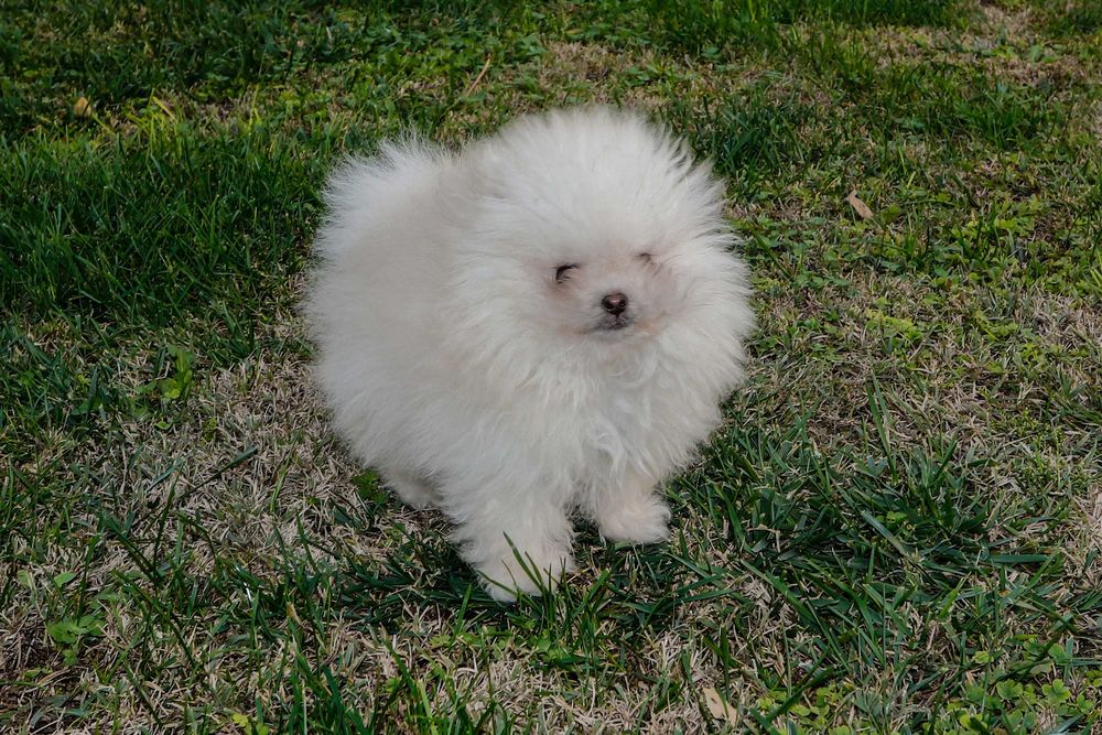 Померани  от родословни родители - момче