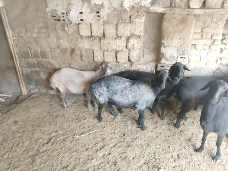 qŏy va tuğmagan bara, yaxshi boqilgan, va zotgayam bõladi, sifati alo!