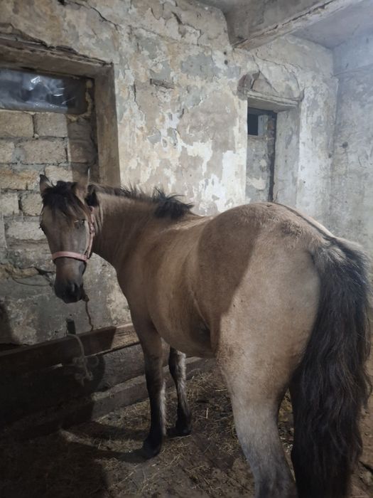 Таи 1,6 жасар.     .